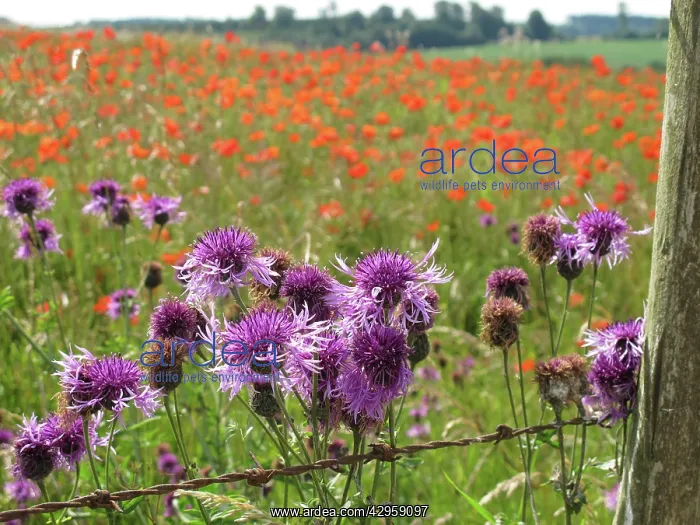 : Greater Knapweed - growing along the edge of a : Greater Knapweed - growing along the edge of a