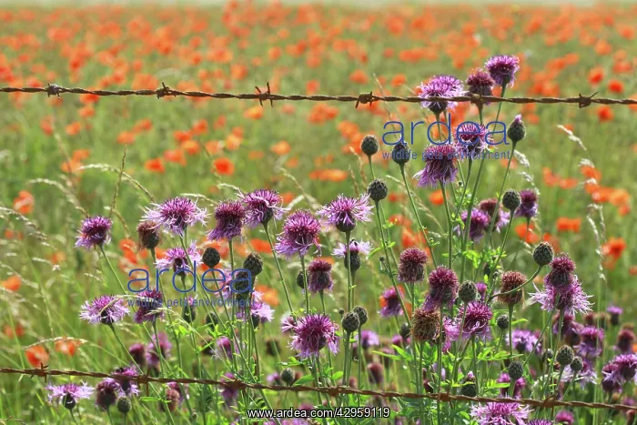 : Greater Knapweed - growing along the edge of a : Greater Knapweed - growing along the edge of a