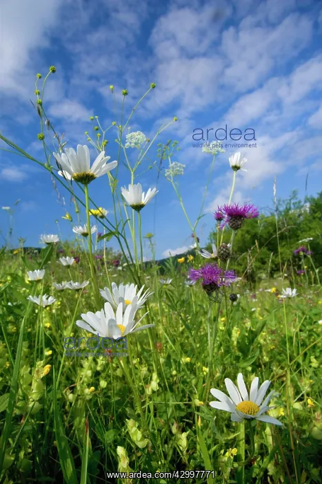 : Greater Knapweed - with Oxeye Daisy (Leucanthemum : Greater Knapweed - with Oxeye Daisy (Leucanthemum