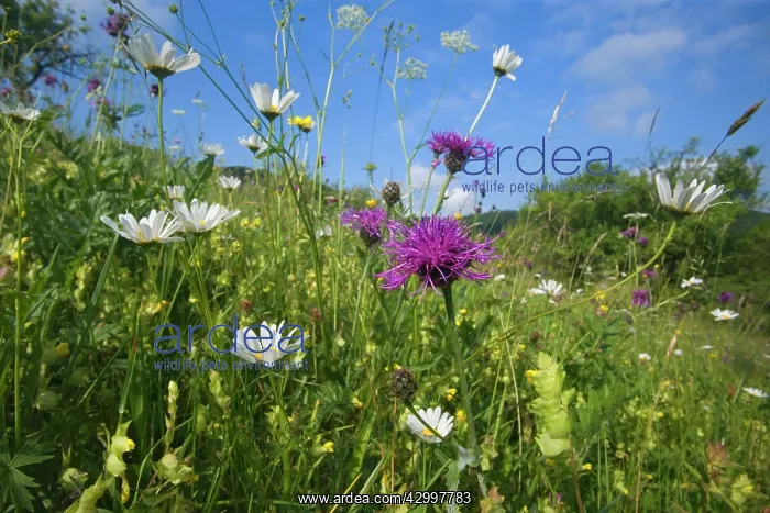 : Greater Knapweed - with Oxeye Daisy (Leucanthemum : Greater Knapweed - with Oxeye Daisy (Leucanthemum