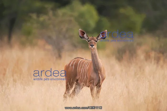 : Greater Kudu : Greater Kudu