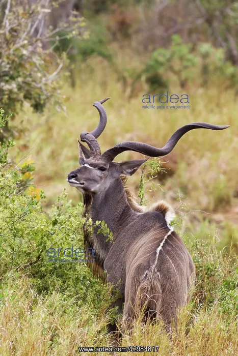 : Greater Kudu : Greater Kudu