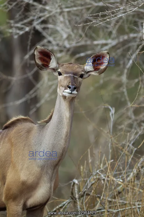 : Greater Kudu : Greater Kudu