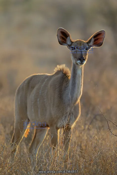 : Greater Kudu : Greater Kudu