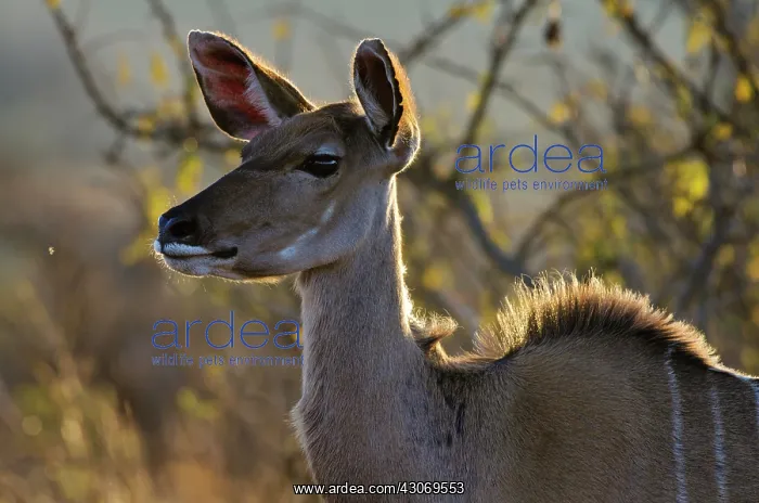 : Greater Kudu : Greater Kudu