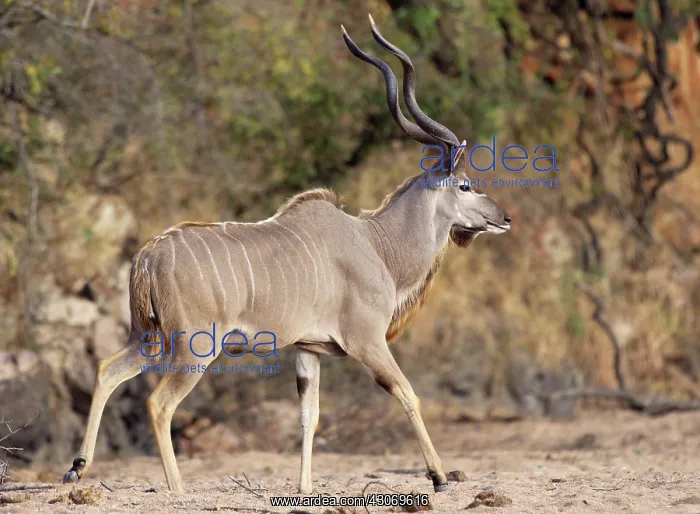 : Greater Kudu : Greater Kudu