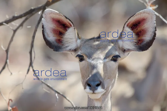 : Greater Kudu : Greater Kudu