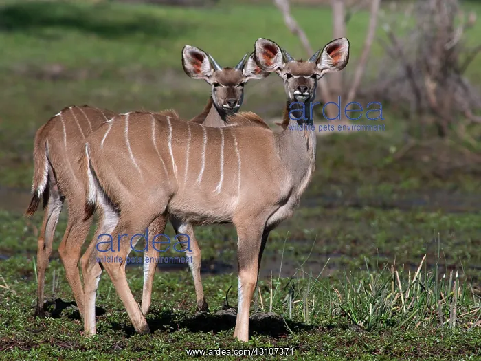: Greater Kudu : Greater Kudu