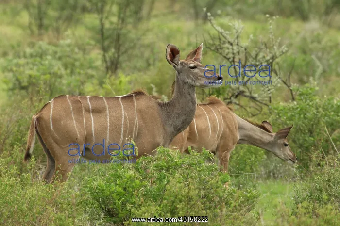 : Greater Kudu : Greater Kudu