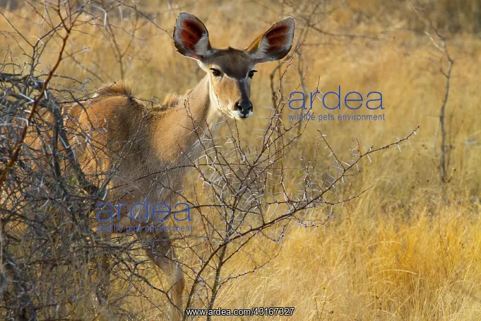 : Greater Kudu : Greater Kudu