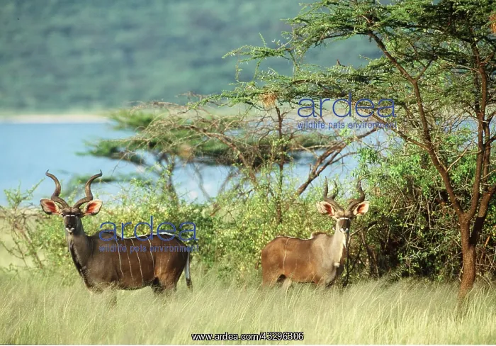  : GREATER KUDU