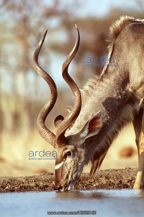 : GREATER KUDU - drinking at waterhole male : GREATER KUDU - drinking at waterhole male