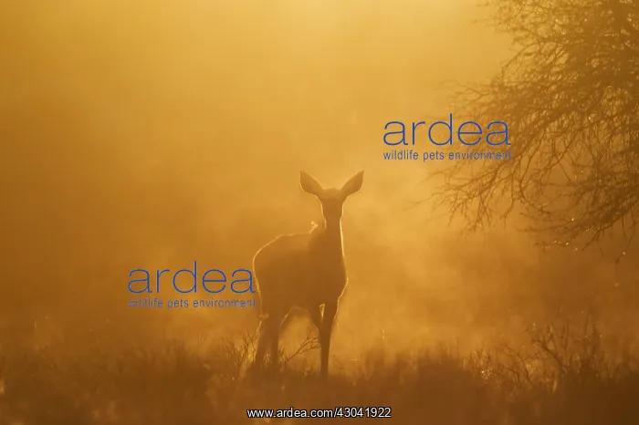 : Greater Kudu - female in the early morning - Kalahari : Greater Kudu - female in the early morning - Kalahari