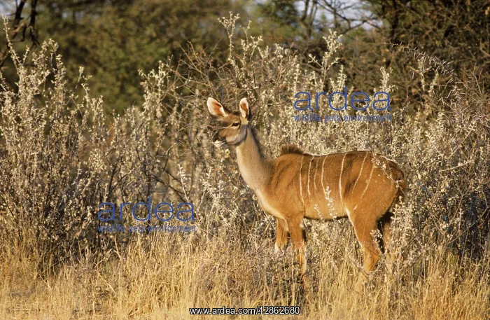 : Greater Kudu - female in the evening : Greater Kudu - female in the evening
