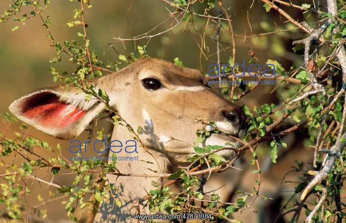 : Greater KUDU - female, feeding : Greater KUDU - female, feeding