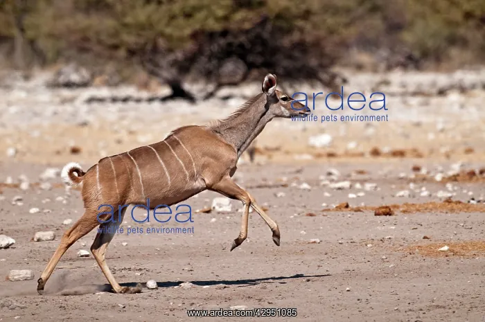 : Greater Kudu - female running : Greater Kudu - female running