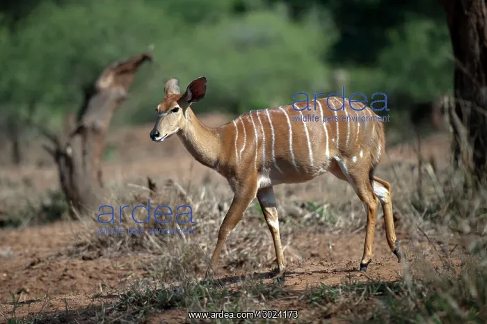 : Greater Kudu female walking : Greater Kudu female walking