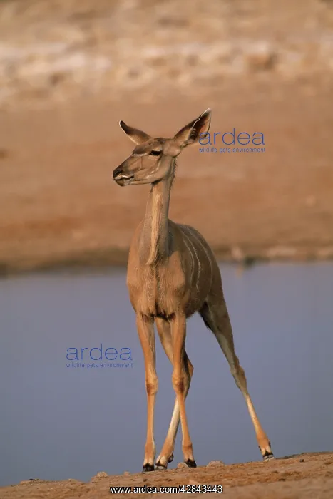 : Greater Kudu - Female at waterhole : Greater Kudu - Female at waterhole