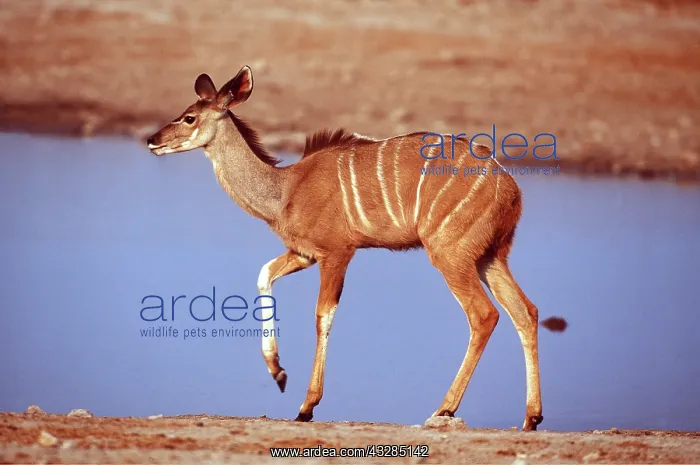 : GREATER KUDU - Female at waterhole, alarm stamping : GREATER KUDU - Female at waterhole, alarm stamping