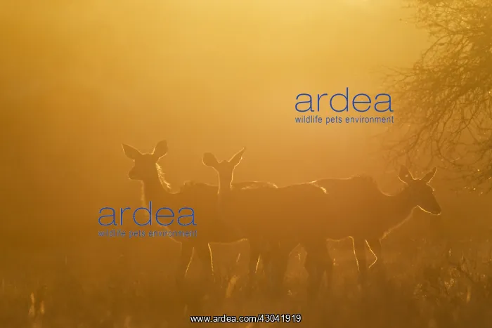 : Greater Kudu - females in the early morning - Kalahari : Greater Kudu - females in the early morning - Kalahari