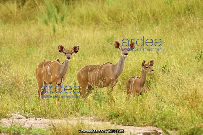 : Greater Kudu - Two females with one young approaching : Greater Kudu - Two females with one young approaching