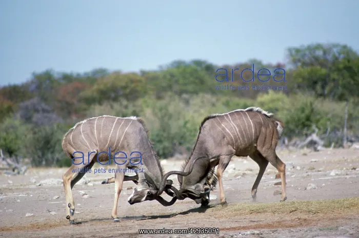 : Greater Kudu - fighting : Greater Kudu - fighting