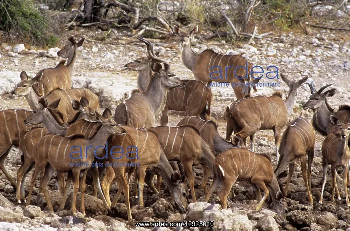 : Greater KUDU - group : Greater KUDU - group