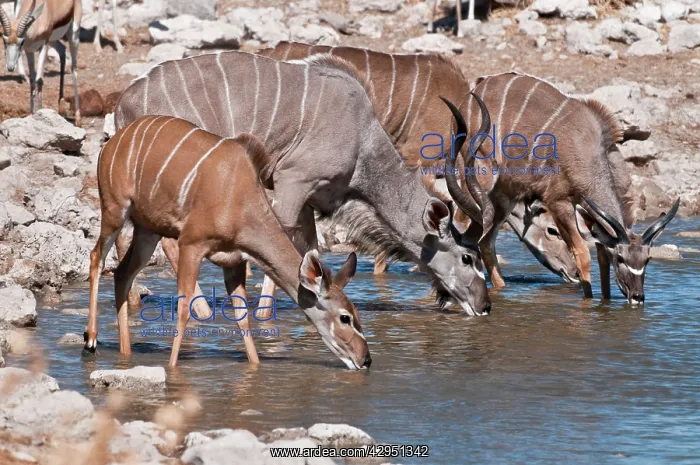 : Greater kudu - group drinking at water hole : Greater kudu - group drinking at water hole
