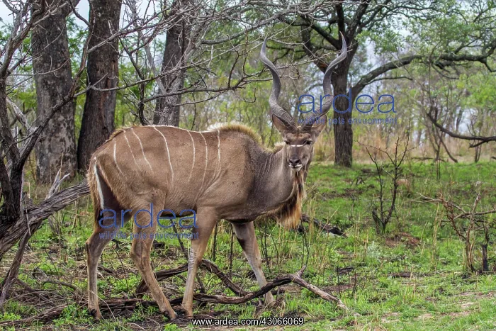 : Greater kudu in Kruger National park, South Africa : Greater kudu in Kruger National park, South Africa