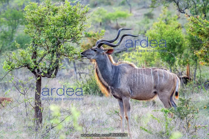 : Greater kudu in Kruger National park, South Africa : Greater kudu in Kruger National park, South Africa