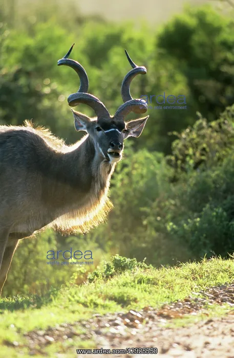 : Greater KUDU - male : Greater KUDU - male