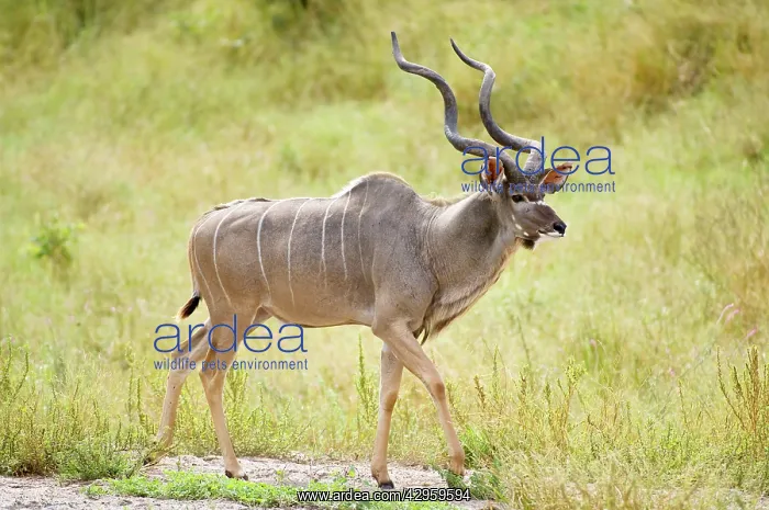 : Greater Kudu - Male : Greater Kudu - Male