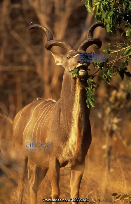 : Greater KUDU - Male eating leaves : Greater KUDU - Male eating leaves