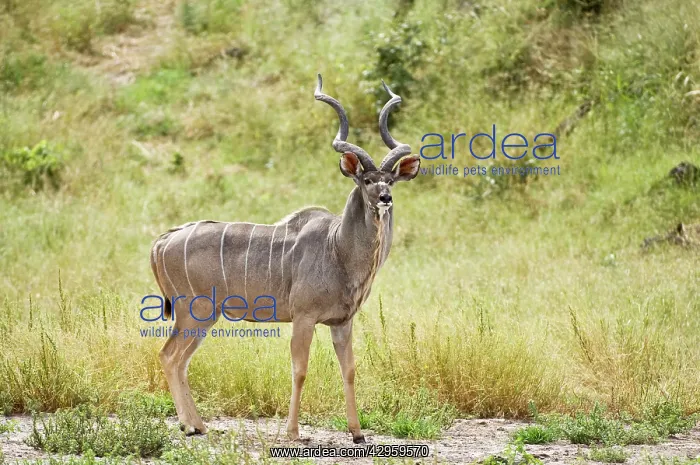 : Greater Kudu - Male standing at approach to water hole : Greater Kudu - Male standing at approach to water hole