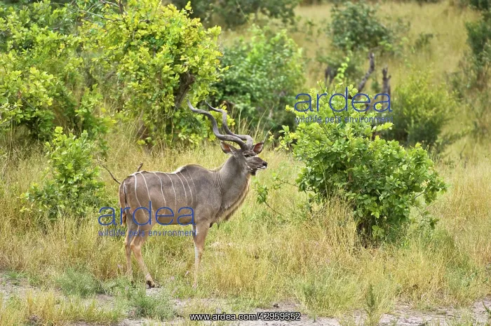 : Greater Kudu - Male standing at edge of scrub : Greater Kudu - Male standing at edge of scrub