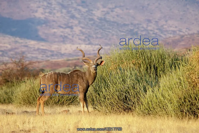 : Greater kudu male stands in front of euphorbia : Greater kudu male stands in front of euphorbia