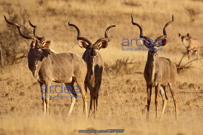 : Greater Kudu - three males standing : Greater Kudu - three males standing