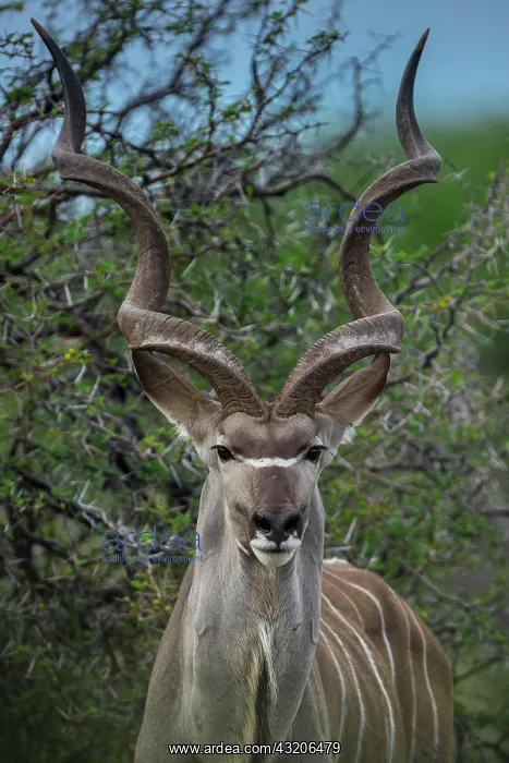 : Greater kudu (Tragelaphus strepsiceros), male, Etosha : Greater kudu (Tragelaphus strepsiceros), male, Etosha