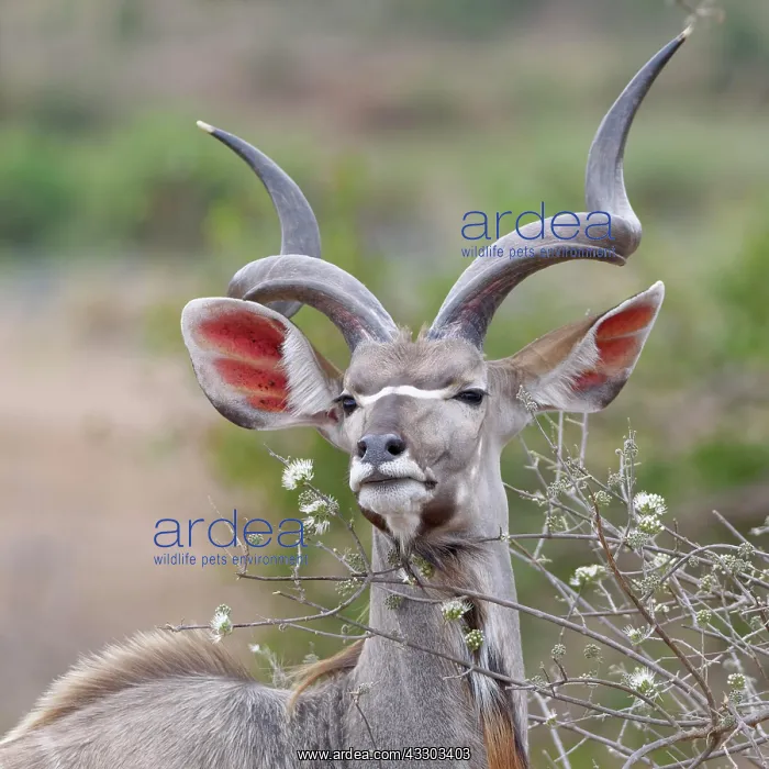 : Greater kudu (Tragelaphus strepsiceros), adult male : Greater kudu (Tragelaphus strepsiceros), adult male