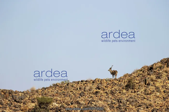  : Greater Kudu (Tragelaphus strepsiceros)