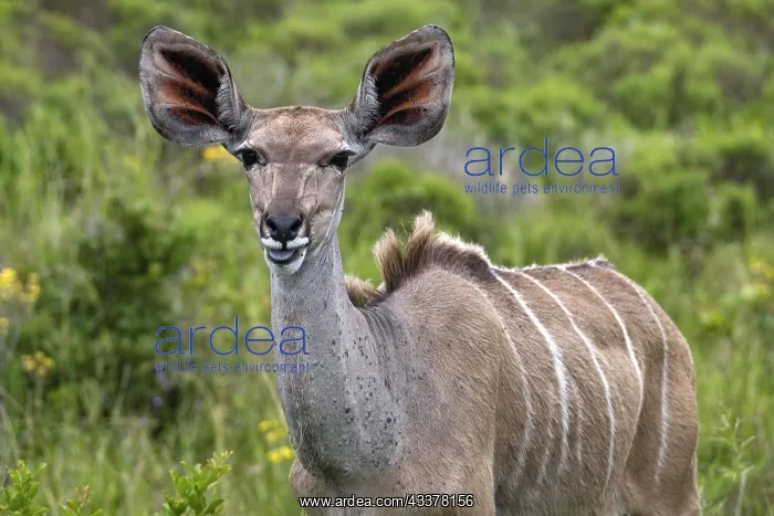 : Greater kudu (Tragelaphus strepsiceros) close-up : Greater kudu (Tragelaphus strepsiceros) close-up