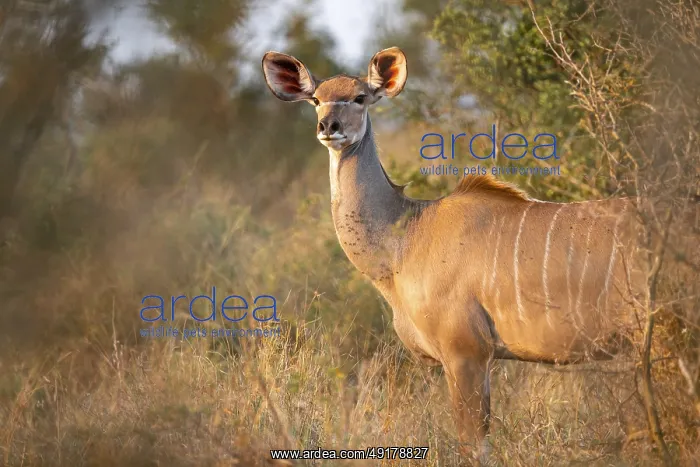 : Greater kudu (Tragelaphus strepsiceros) in dry grass : Greater kudu (Tragelaphus strepsiceros) in dry grass