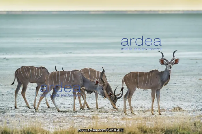 : Greater kudu (Tragelaphus strepsiceros), a group : Greater kudu (Tragelaphus strepsiceros), a group
