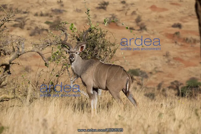 : One Greater kudu, Tragelaphus strepsiceros, Lewa : One Greater kudu, Tragelaphus strepsiceros, Lewa
