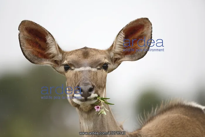 : Greater Kudu (Tragelaphus strepsiceros) portrai : Greater Kudu (Tragelaphus strepsiceros) portrai