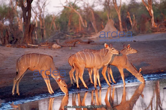 : Greater Kudu - four by water : Greater Kudu - four by water