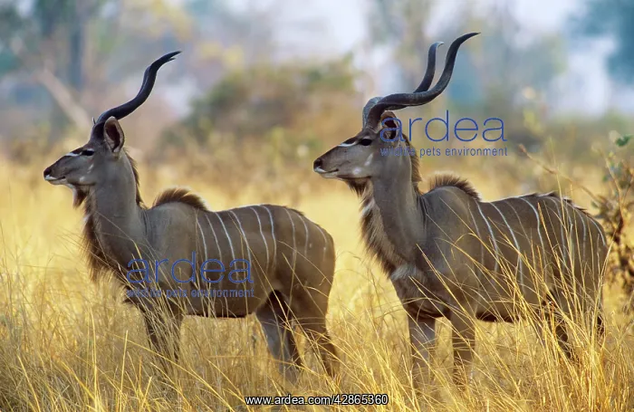 : GREATER KUDU - x two males : GREATER KUDU - x two males