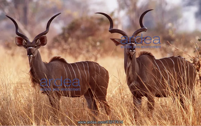 : GREATER KUDU - x two males : GREATER KUDU - x two males