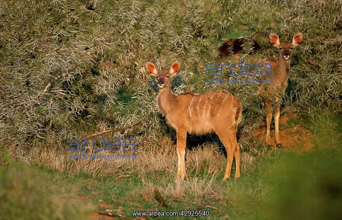 : Greater KUDU - young : Greater KUDU - young