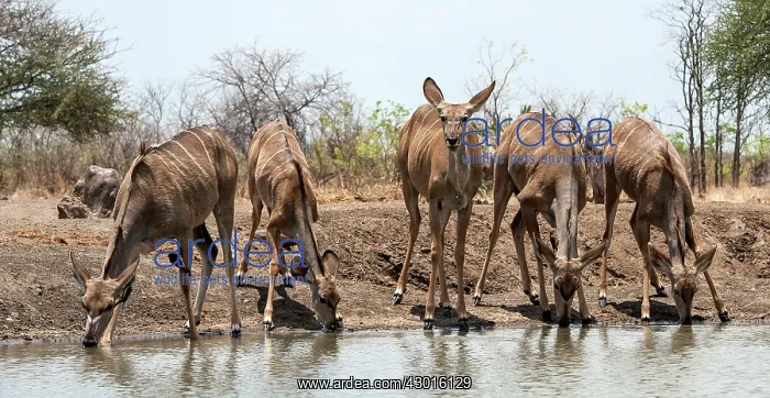 : Greater Kudus adult female drinking from water hole : Greater Kudus adult female drinking from water hole